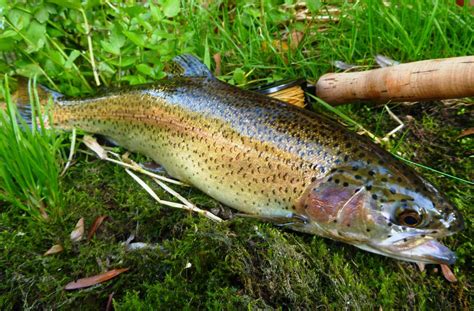  Le Délice de la Truite Sauvage à Hegang: UneExplosion de Saveurs Fraîches et un Chant Subtil d'Épices?