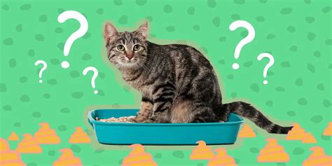 立川 アルバイト: なぜ猫はコーヒーを飲まないのか？